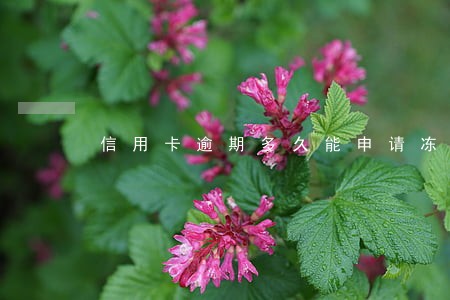信用卡逾期多久能申请冻结 信用卡逾期多久能申请冻结