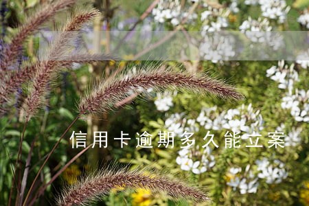 信用卡逾期多久能立案 信用卡逾期多久能立案