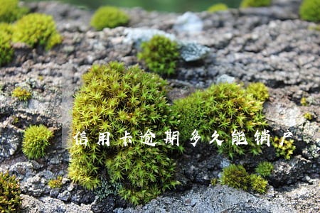 信用卡逾期多久能销户 信用卡逾期多久能销户