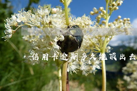 信用卡逾期多久能顶出去
