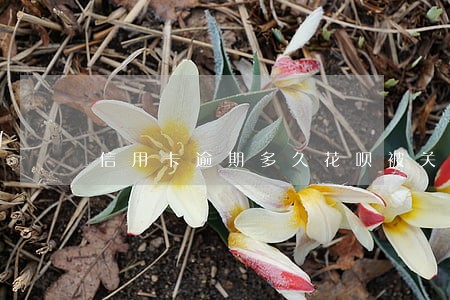 信用卡逾期多久花呗被关闭
