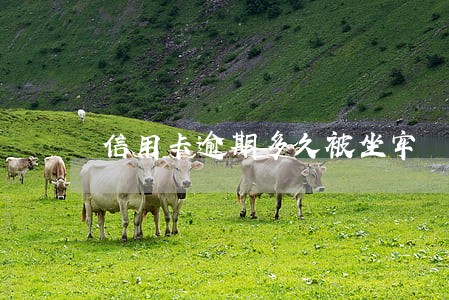 信用卡逾期多久被坐牢 信用卡逾期多久被坐牢