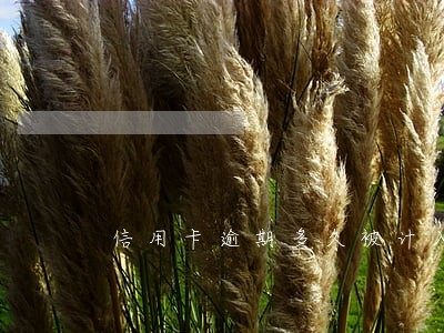 信用卡逾期多久被计入黑名单 信用卡逾期多久被计入黑名单