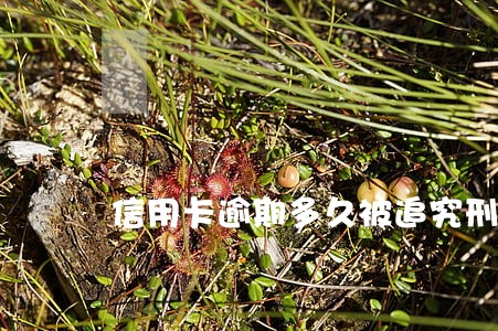 信用卡逾期多久被追究刑事责任