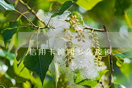 信用卡逾期多久被锁 信用卡逾期多久被锁