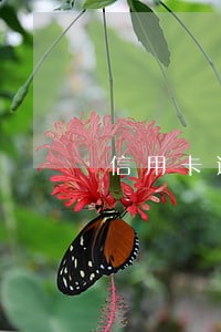 信用卡逾期多久要一次性还清 信用卡逾期多久要一次性还清