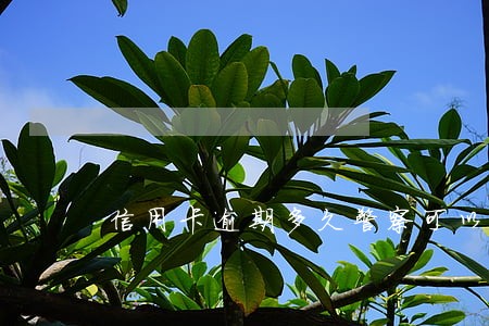 信用卡逾期多久警察可以抓人 信用卡逾期多久警察可以抓人