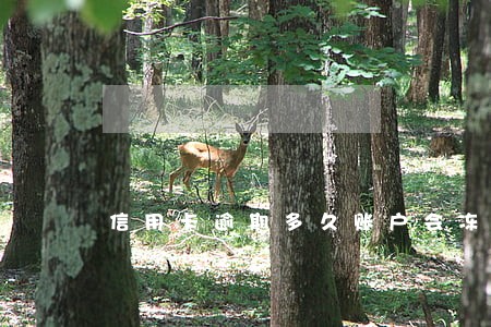 信用卡逾期多久账户会冻结
