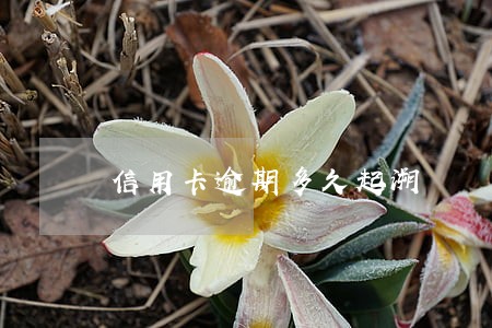 信用卡逾期多久起溯 信用卡逾期多久起溯