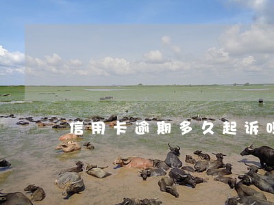 信用卡逾期多久起诉吗 信用卡逾期多久起诉吗