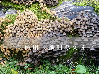 信用卡逾期多久还了 信用卡逾期多久还了
