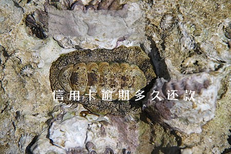 信用卡逾期多久还款 信用卡逾期多久还款