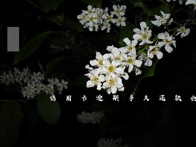 信用卡逾期多久还款会影响房贷 信用卡逾期多久还款会影响房贷
