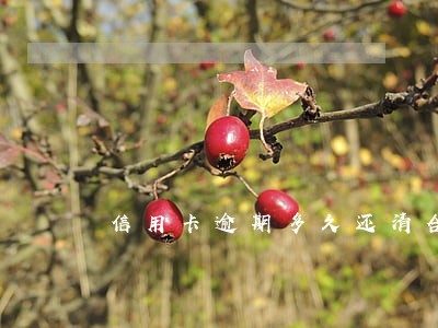 信用卡逾期多久还清合适 信用卡逾期多久还清合适