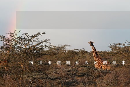 信用卡逾期多久还的是本金 信用卡逾期多久还的是本金