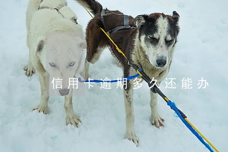信用卡逾期多久还能办 信用卡逾期多久还能办