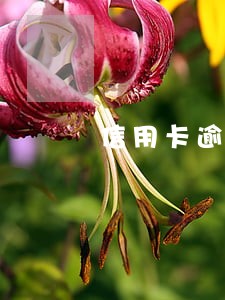 信用卡逾期多久进征信黑名单 信用卡逾期多久进征信黑名单