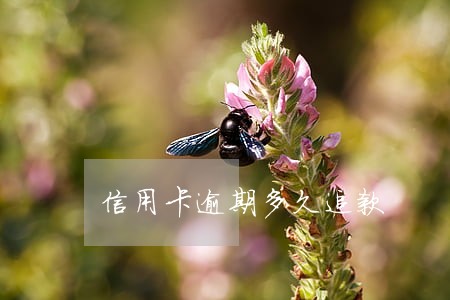 信用卡逾期多久追款 信用卡逾期多久追款
