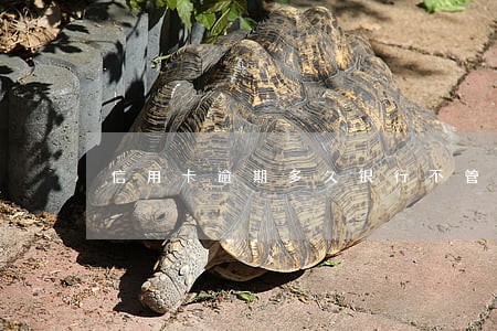 信用卡逾期多久银行不管了 信用卡逾期多久银行不管了
