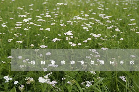 信用卡逾期多久银行不给房贷 信用卡逾期多久银行不给房贷