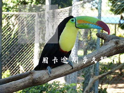 信用卡逾期多久银行会主动协商 信用卡逾期多久银行会主动协商