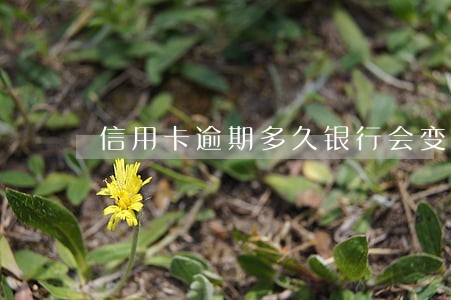 信用卡逾期多久银行会变呆账 信用卡逾期多久银行会变呆账