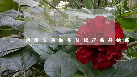 信用卡逾期多久银行会开始催 信用卡逾期多久银行会开始催