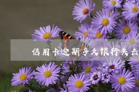 信用卡逾期多久银行失去诉讼权