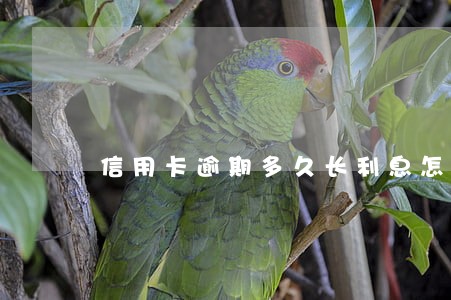 信用卡逾期多久长利息怎么算 信用卡逾期多久长利息怎么算