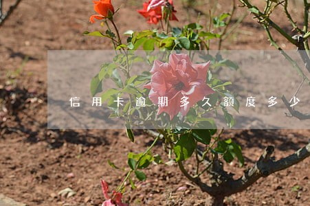 信用卡逾期多久额度多少会被起诉 信用卡逾期多久额度多少会被起诉