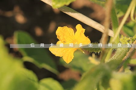 信用卡逾期多出的利息怎么减免 信用卡逾期多出的利息怎么减免
