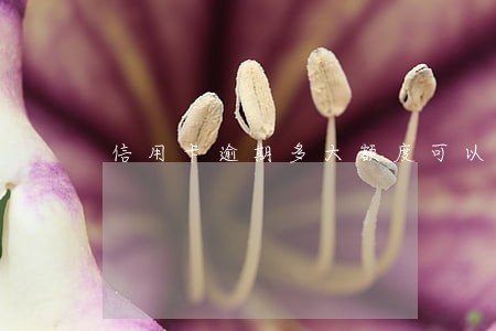 信用卡逾期多大额度可以起诉 信用卡逾期多大额度可以起诉