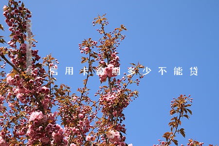 信用卡逾期多少不能贷
