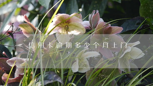 信用卡逾期多少个月上门 信用卡逾期多少个月上门