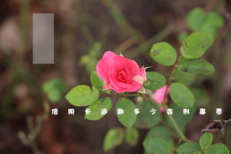 信用卡逾期多少会刑事责任 信用卡逾期多少会刑事责任