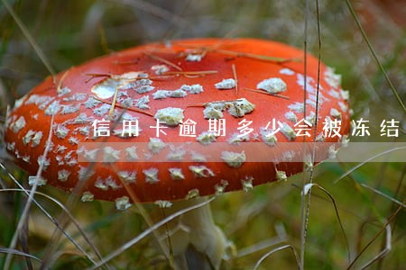 信用卡逾期多少会被冻结财产 信用卡逾期多少会被冻结财产