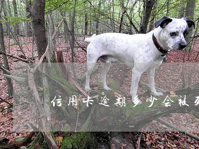 信用卡逾期多少会被列为失信人
