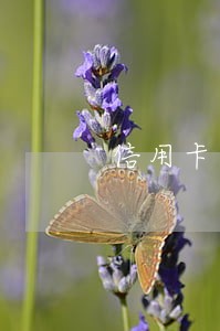 信用卡逾期多少会被银行起诉 信用卡逾期多少会被银行起诉