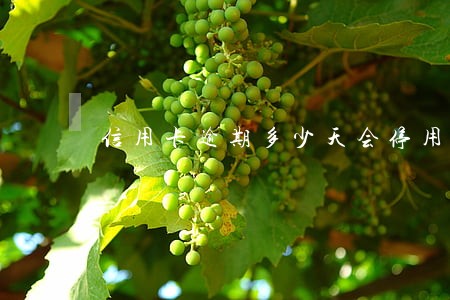 信用卡逾期多少天会停用