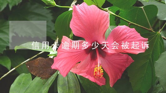 信用卡逾期多少天会被起诉 信用卡逾期多少天会被起诉
