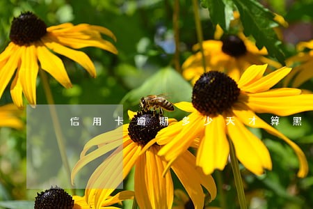 信用卡逾期多少天才算黑名单 信用卡逾期多少天才算黑名单