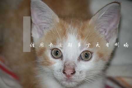 信用卡逾期多少天有影响吗 信用卡逾期多少天有影响吗