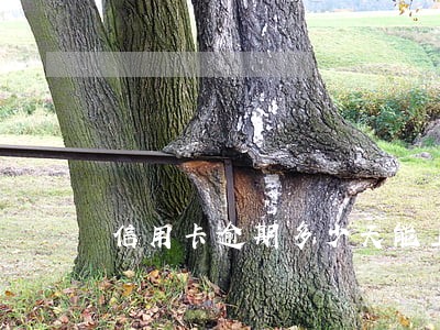 信用卡逾期多少天能上征信