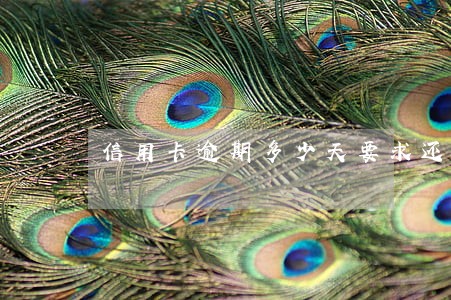 信用卡逾期多少天要求还全额 信用卡逾期多少天要求还全额