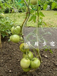 信用卡逾期多少影响供房 信用卡逾期多少影响供房