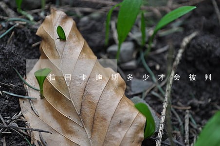 信用卡逾期多少才会被判刑事 信用卡逾期多少才会被判刑事