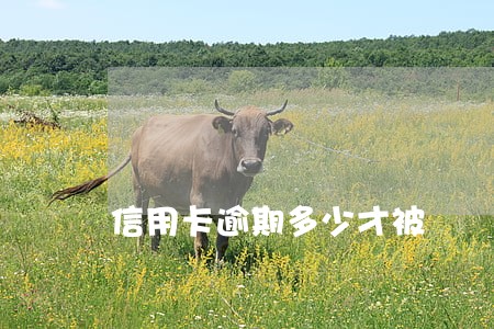 信用卡逾期多少才被 信用卡逾期多少才被