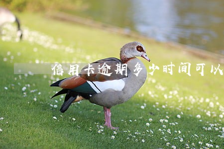 信用卡逾期多少时间可以消除