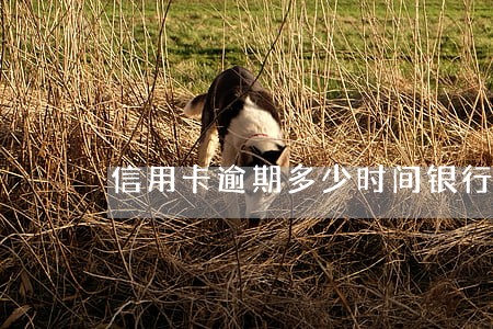 信用卡逾期多少时间银行可以起诉 信用卡逾期多少时间银行可以起诉