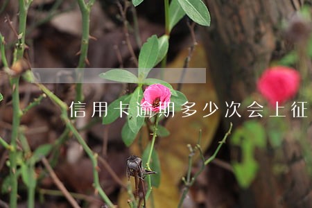信用卡逾期多少次会上征信 信用卡逾期多少次会上征信